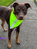 High Visibility Safety Dog Bandanna