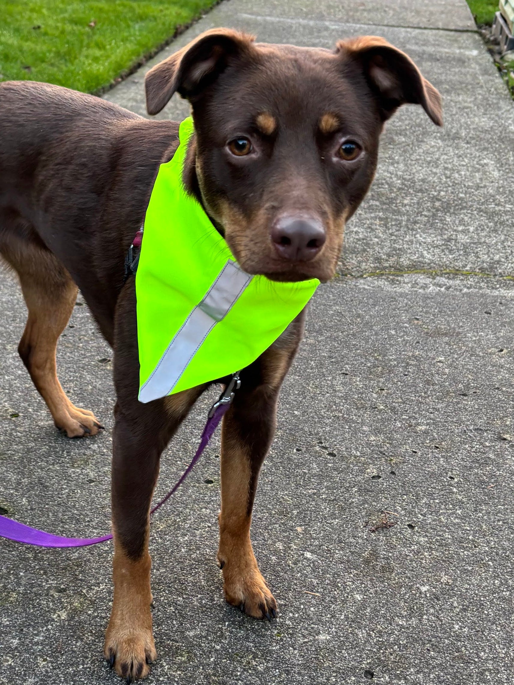High Visibility Safety Dog Bandanna