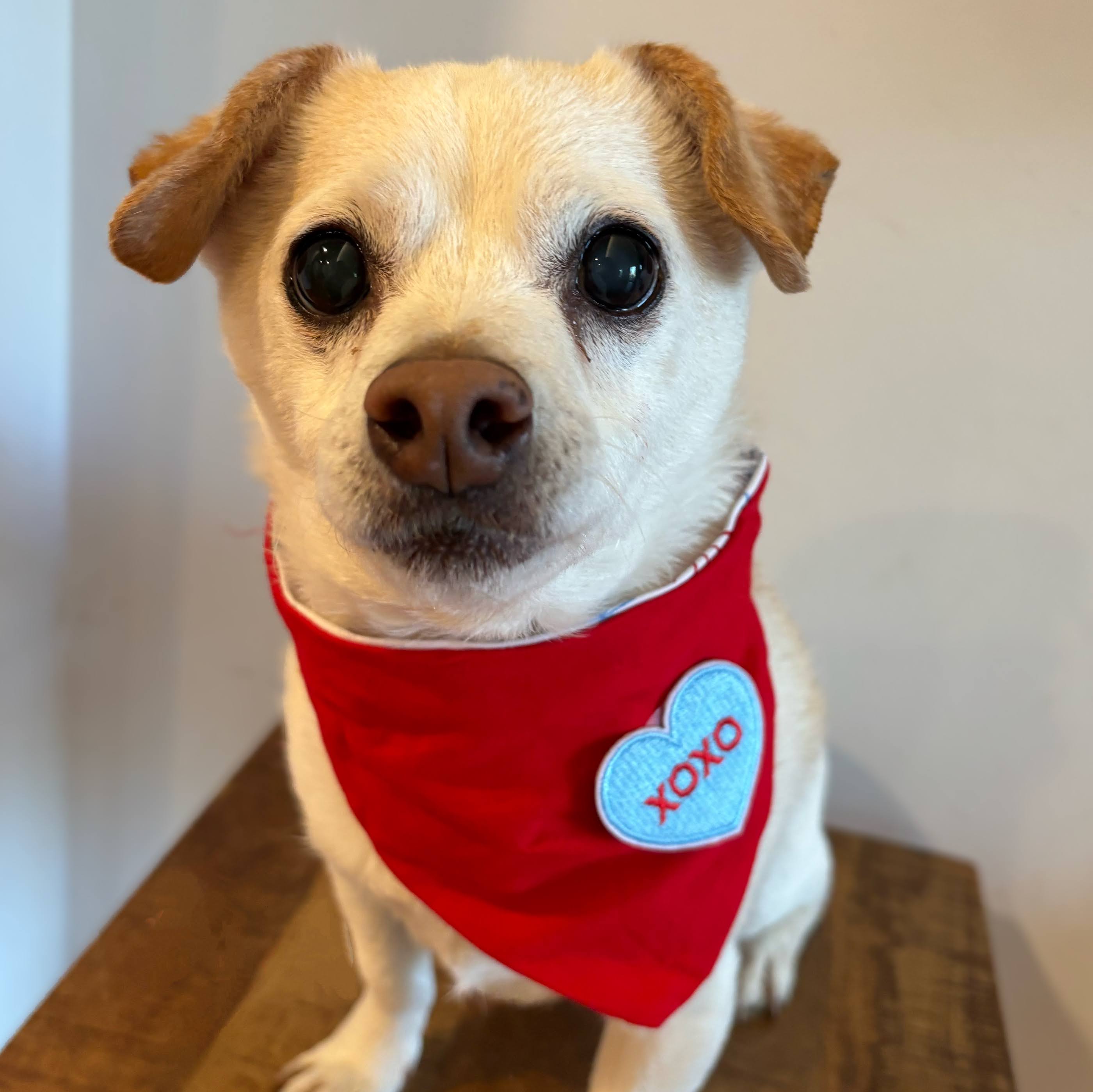 Valentine's Patch Bandana