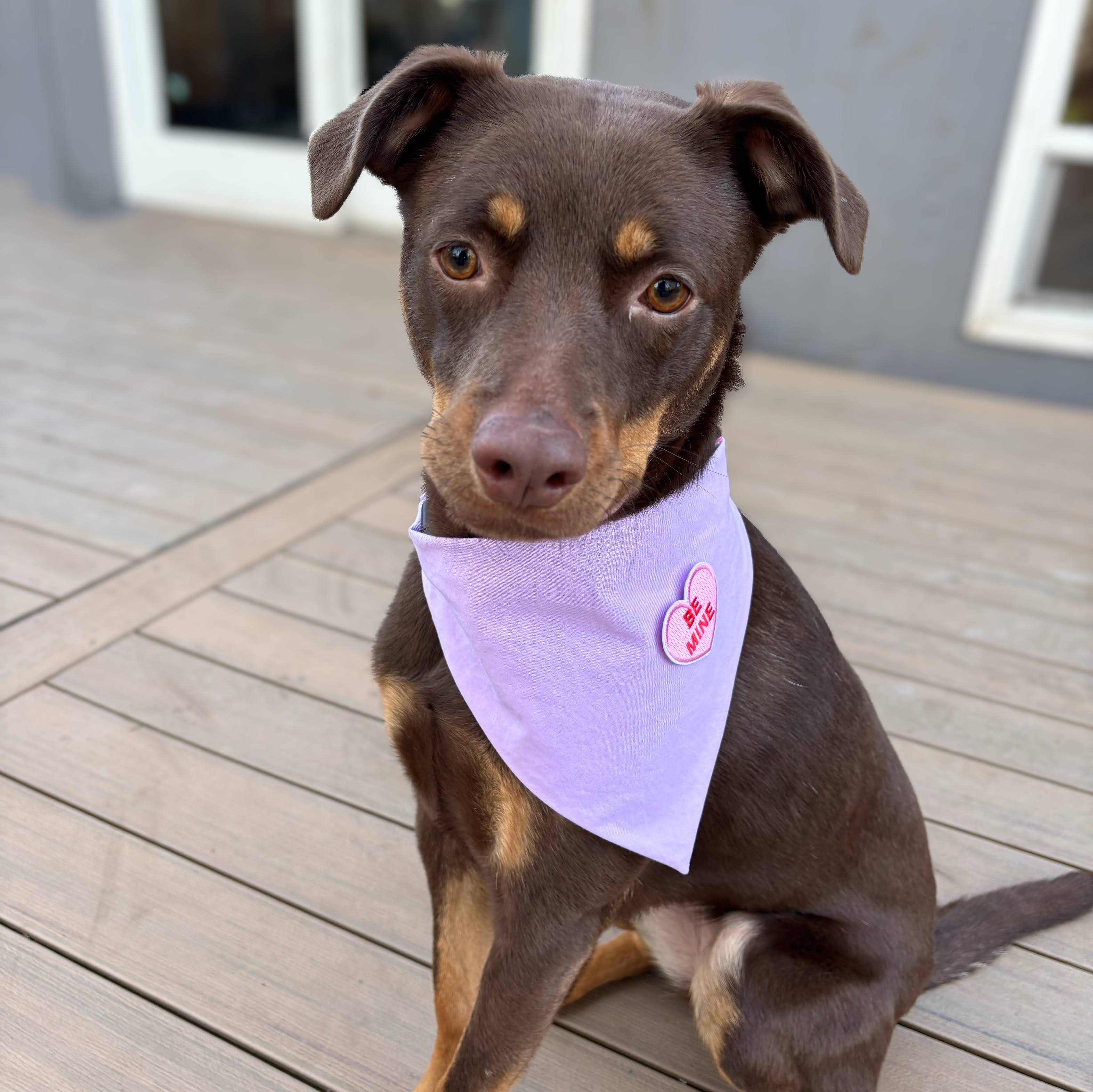 Valentine's Patch Bandana